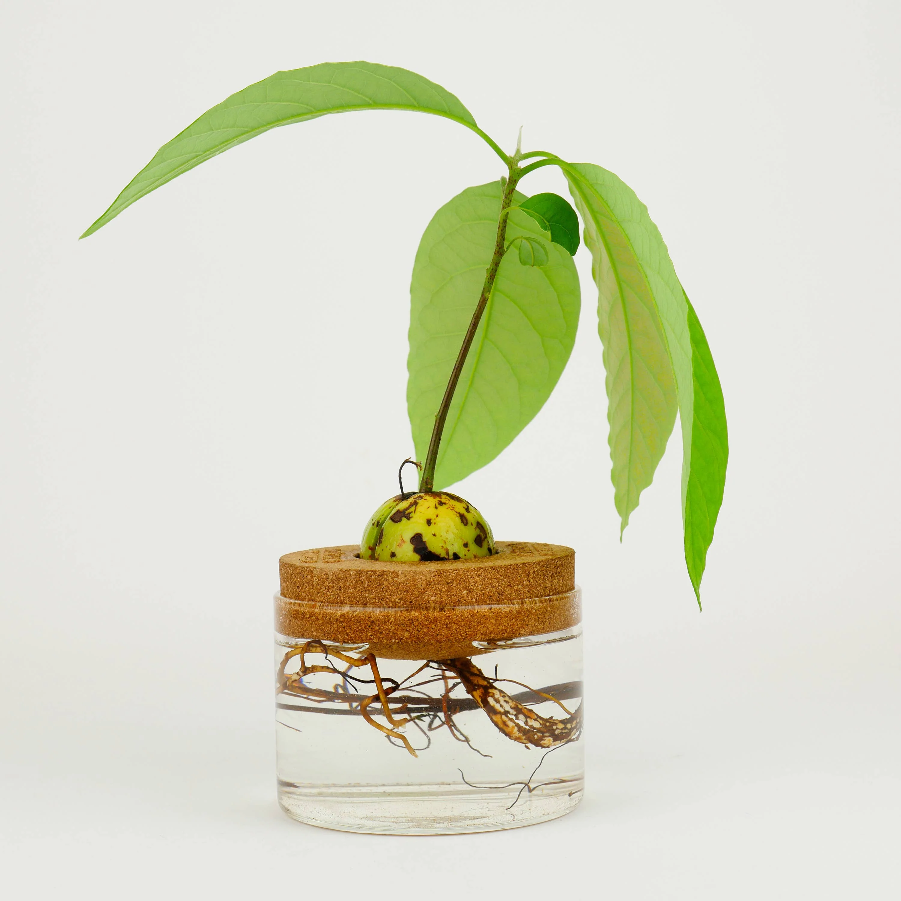 Avocado Grow Kit : Grow Your Own Avocado Plant - Image 2