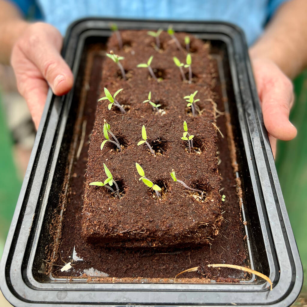 The Edible flower Growbar Seeds in Coir Bars - Image 3