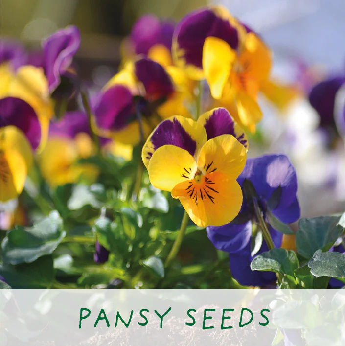 The Plant Gift Co. - Frida's Flowers. Eco Grow Your Own Plant, Gardening Kit - Image 5