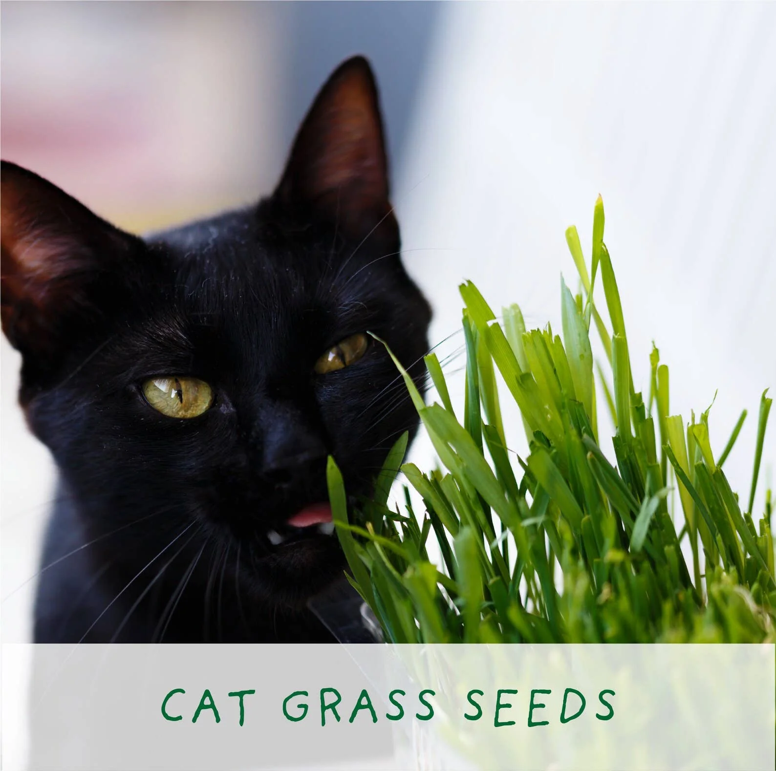 The Plant Gift Co. - Grow Cat Grass. Eco Mini Cat Friendly Grow Kit - Image 3