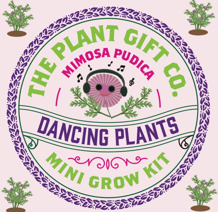 Grow Your Own Dancing Plant Kit – Mimosa Pudica Eco Gardening Gift