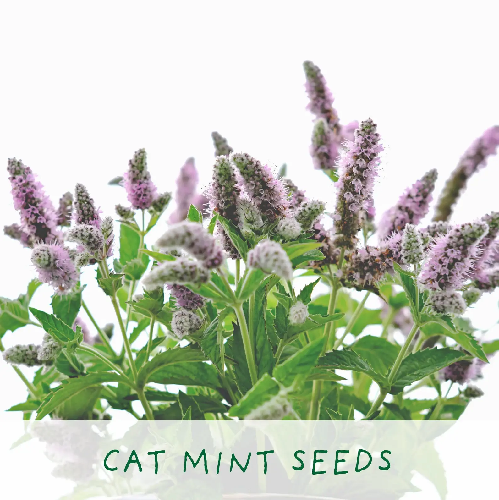 Hairy Pawter – Eco Grow Your Own Cat-Friendly Plant Kit - Image 5