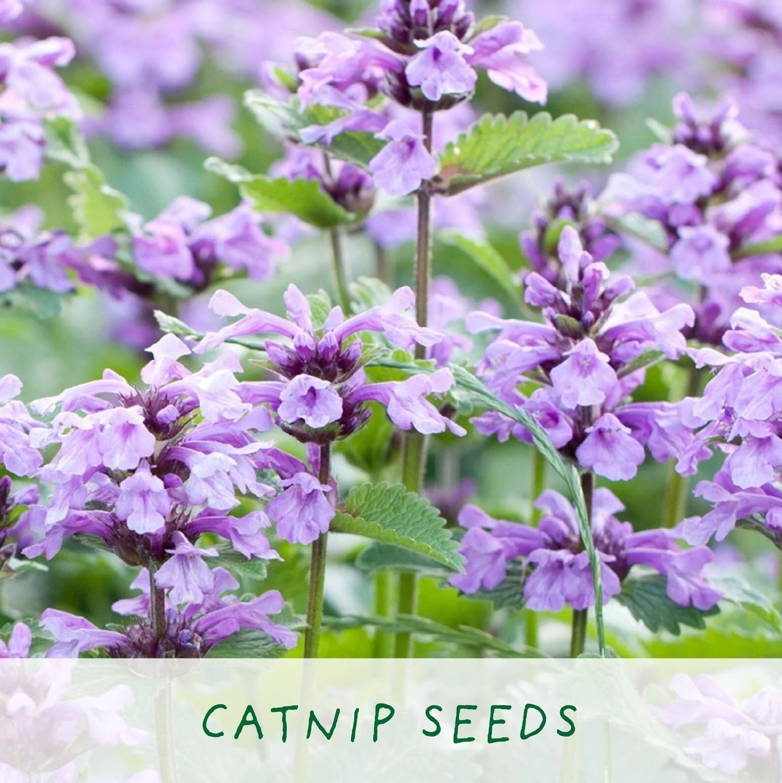 Hairy Pawter – Eco Grow Your Own Cat-Friendly Plant Kit - Image 6
