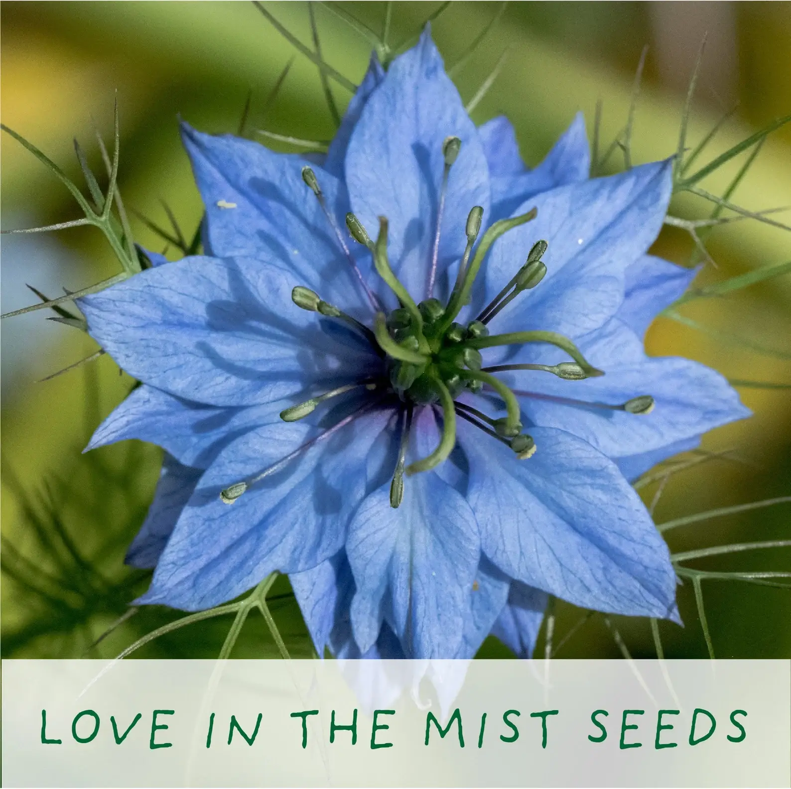 The Plant Gift Co. - Just Married. Flowers of Love Growing Kit - Image 5