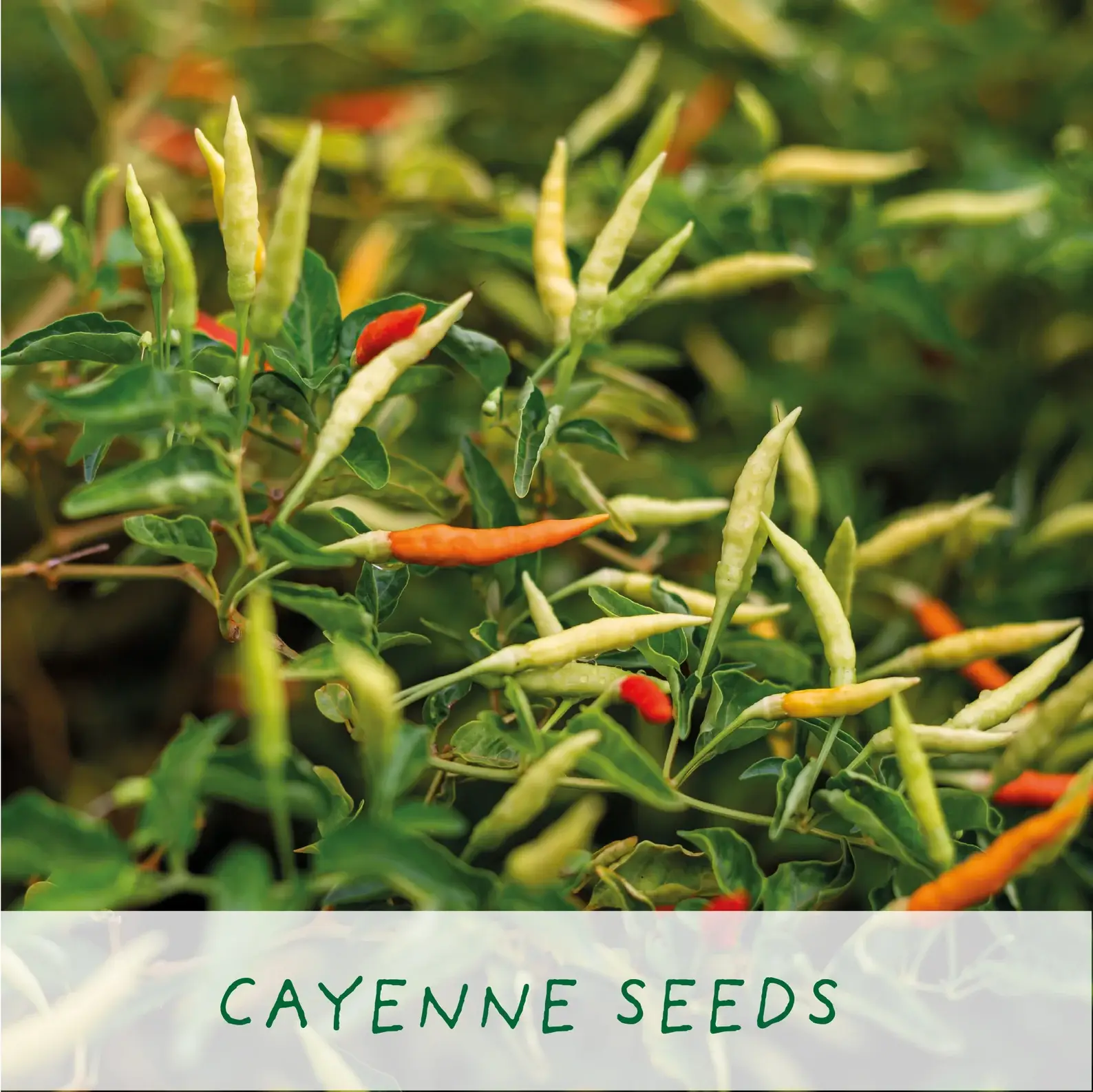 Number One Dad Grow Your Own Chilli Plant Kit – Eco-Friendly Gardening Gift - Image 4