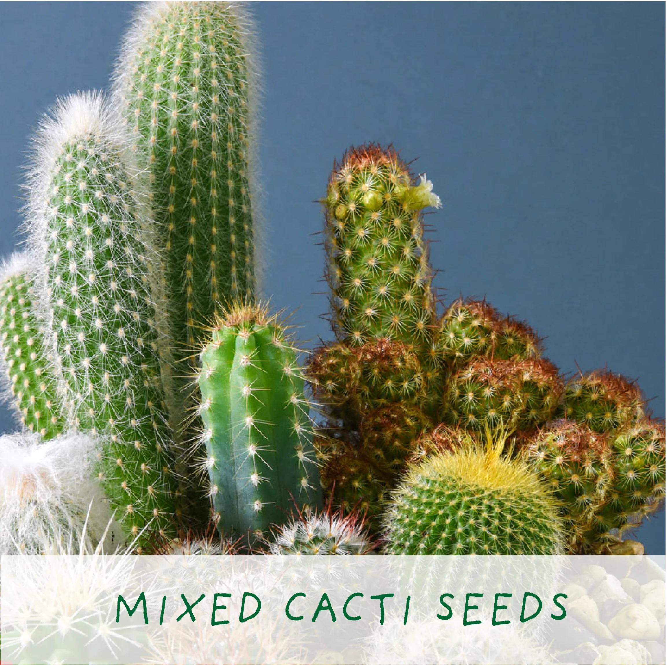 Percy Pricklebum – Grow Your Own Cactus Kit - Image 5
