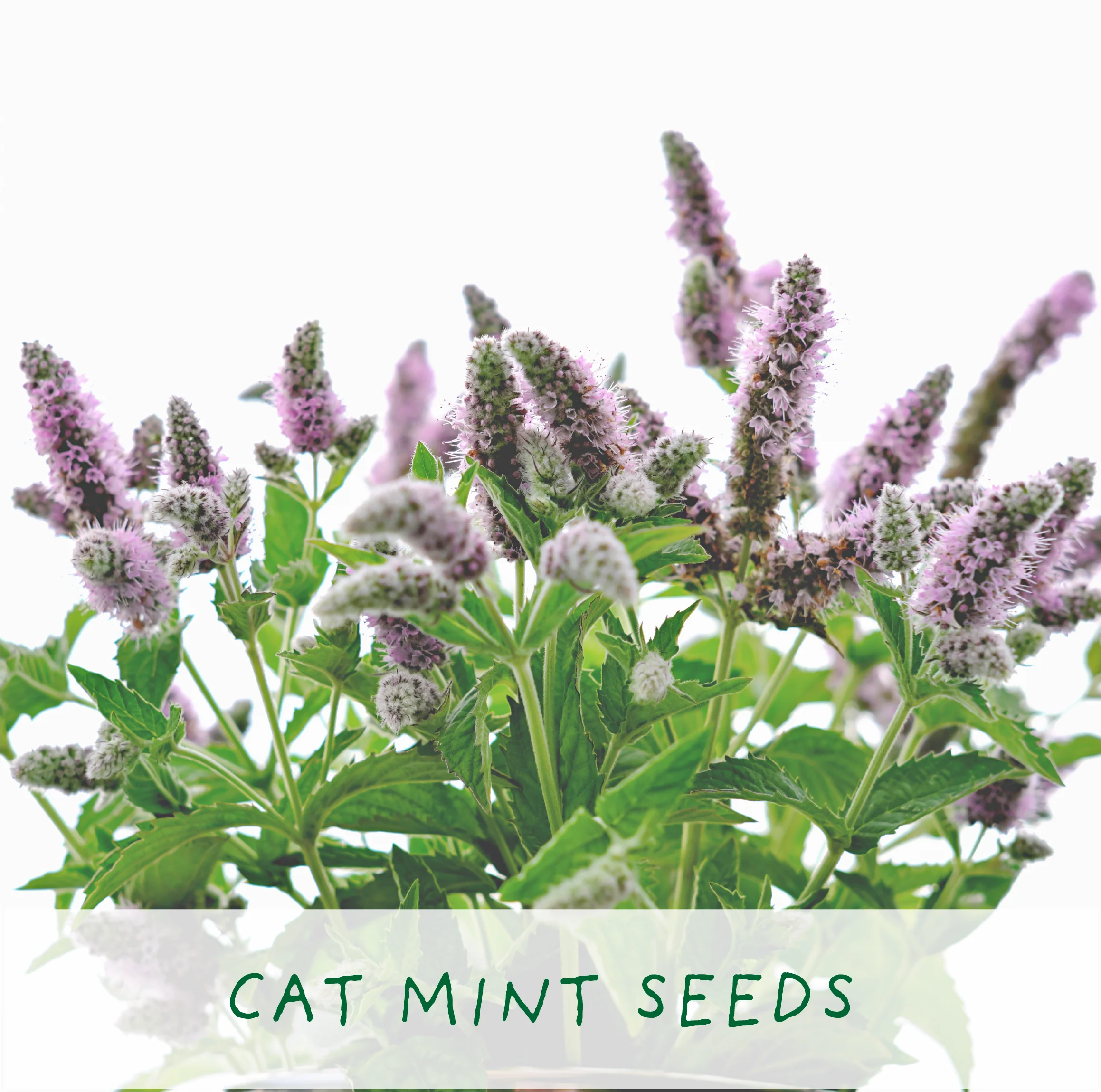Purrfect Treat Cat Plant Grow Kit | Eco-Friendly Gardening Gift - Image 6