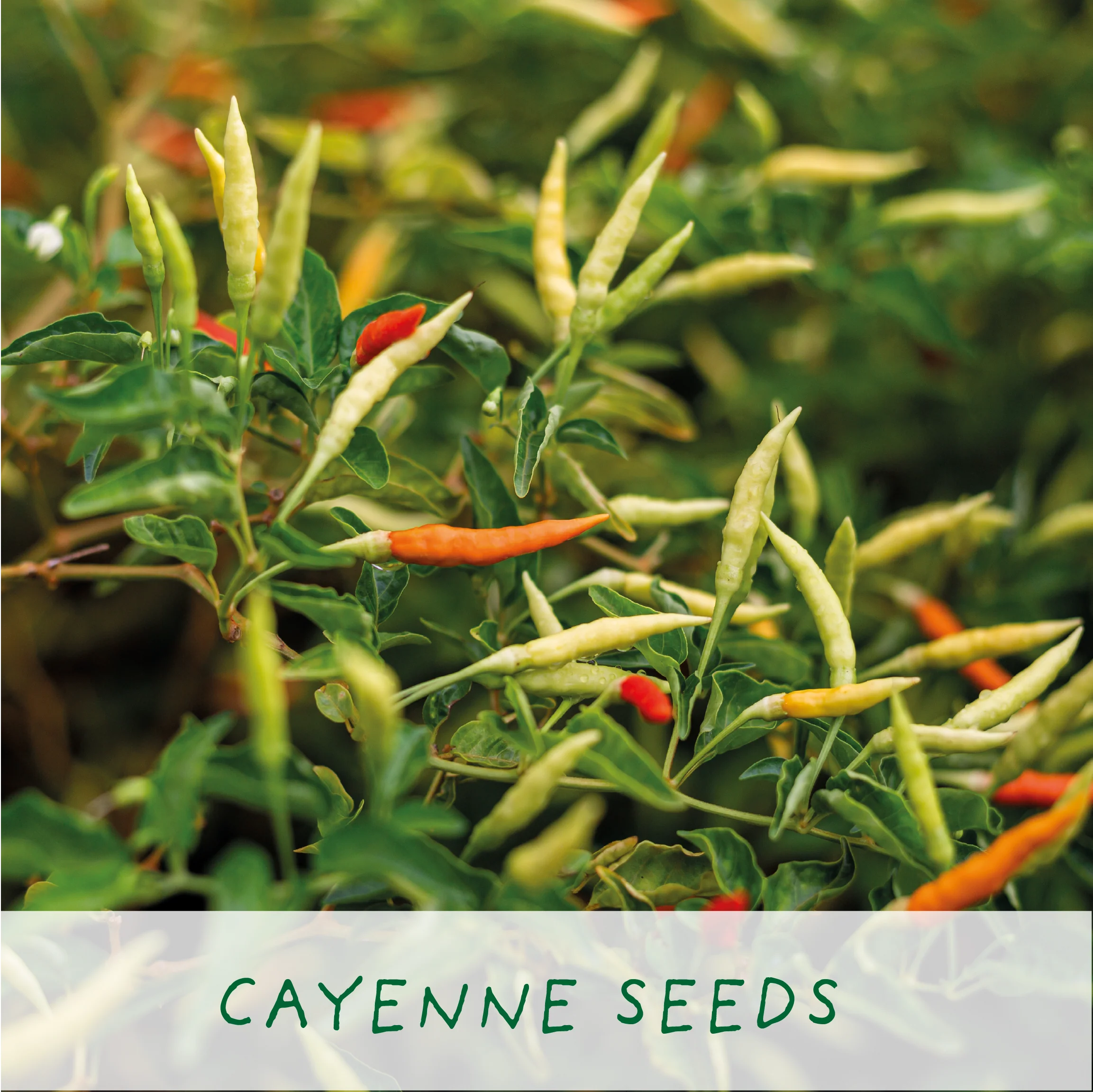 Red Hot Chilli’s – Eco Grow Your Own Chilli Plant Kit - Image 6