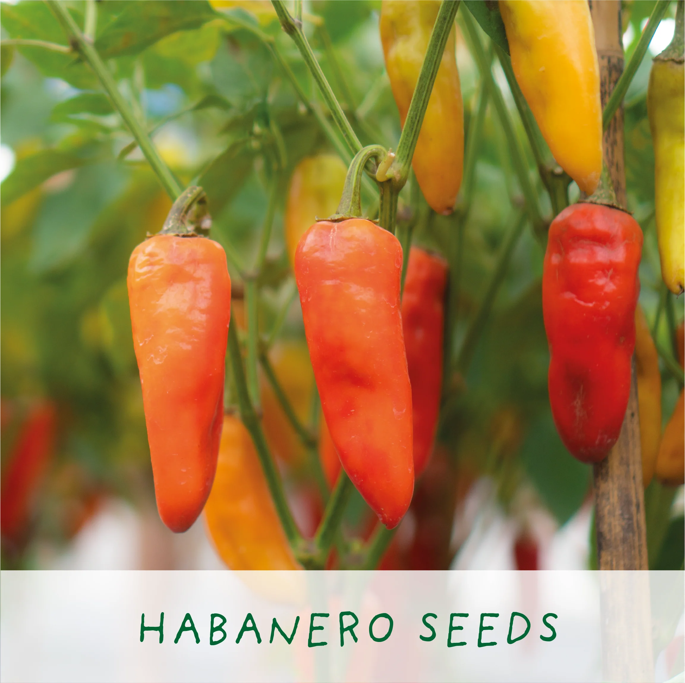 Red Hot Chilli’s – Eco Grow Your Own Chilli Plant Kit - Image 7