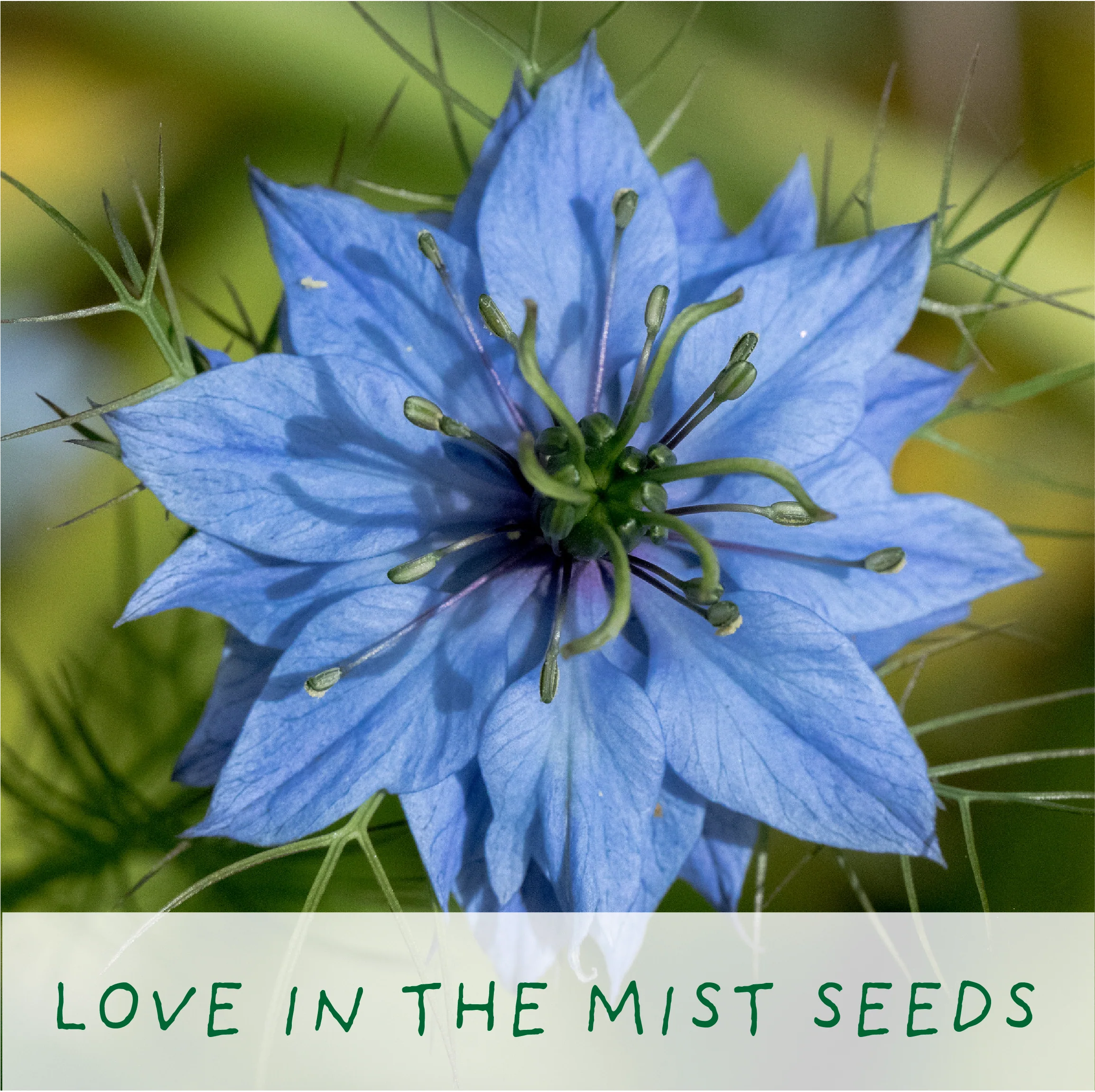 Seeds of Love – Eco Grow Your Own Flower Kit - Image 6