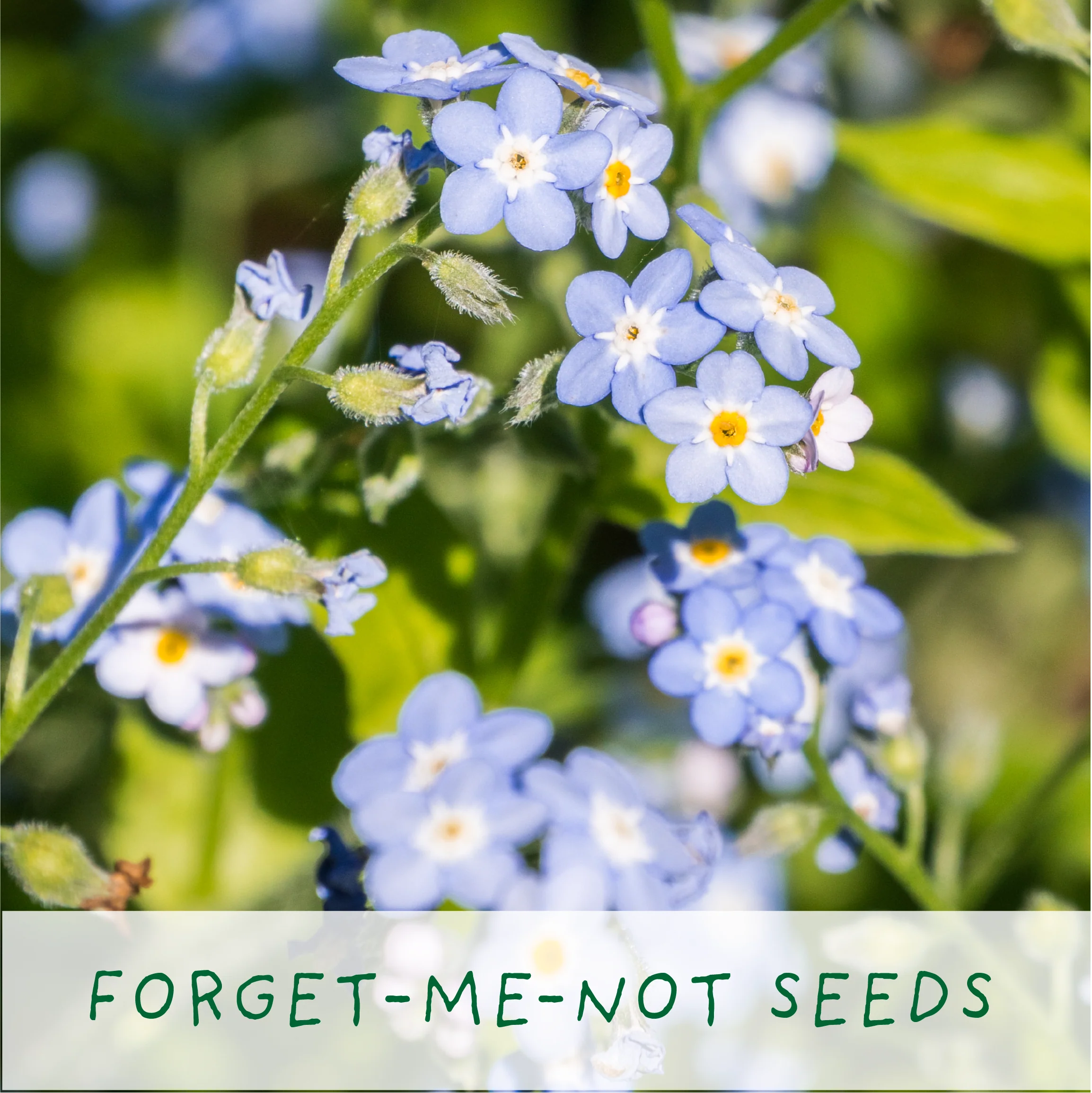 Seeds of Love – Eco Grow Your Own Flower Kit - Image 7